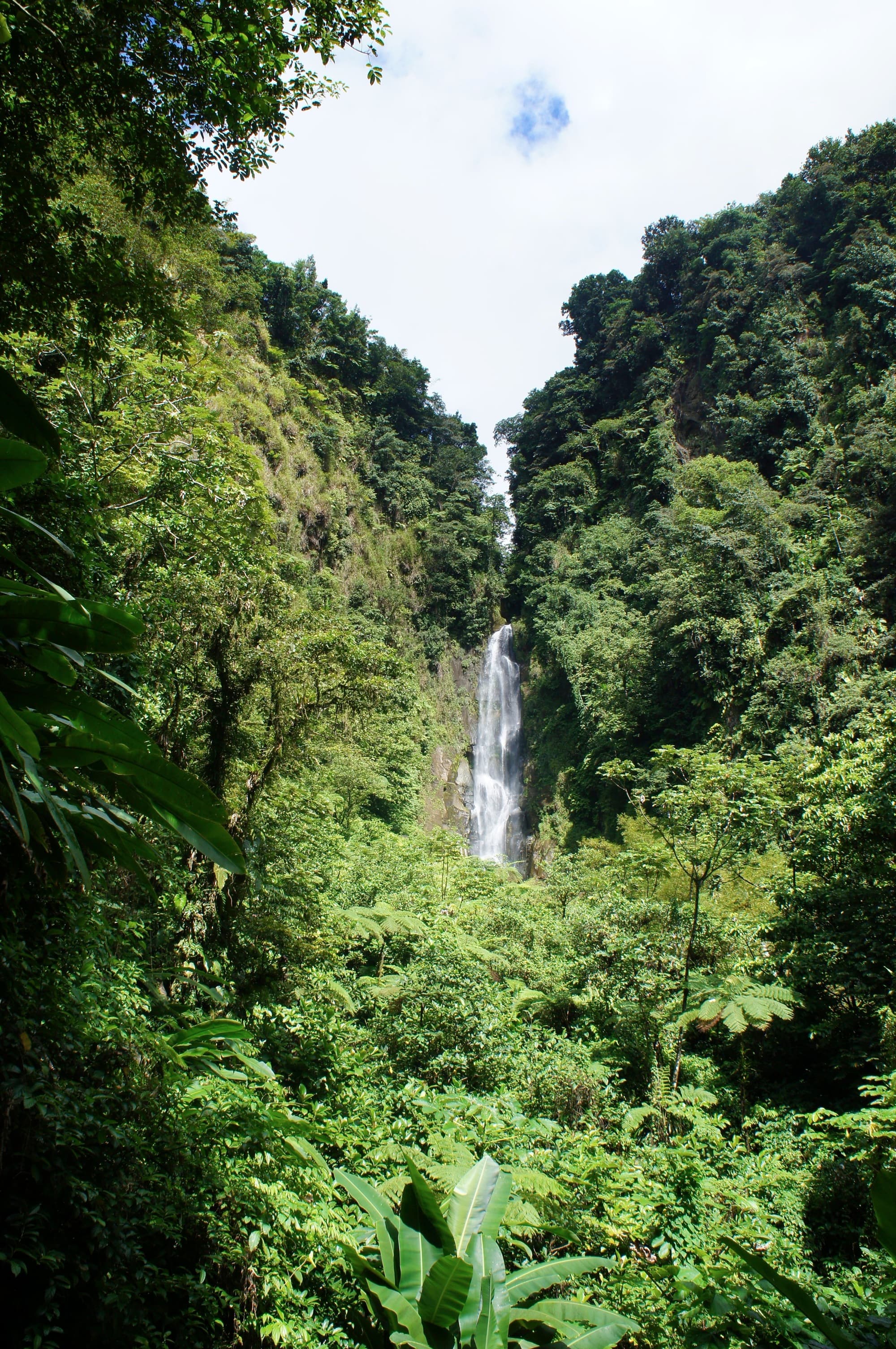 Roseau