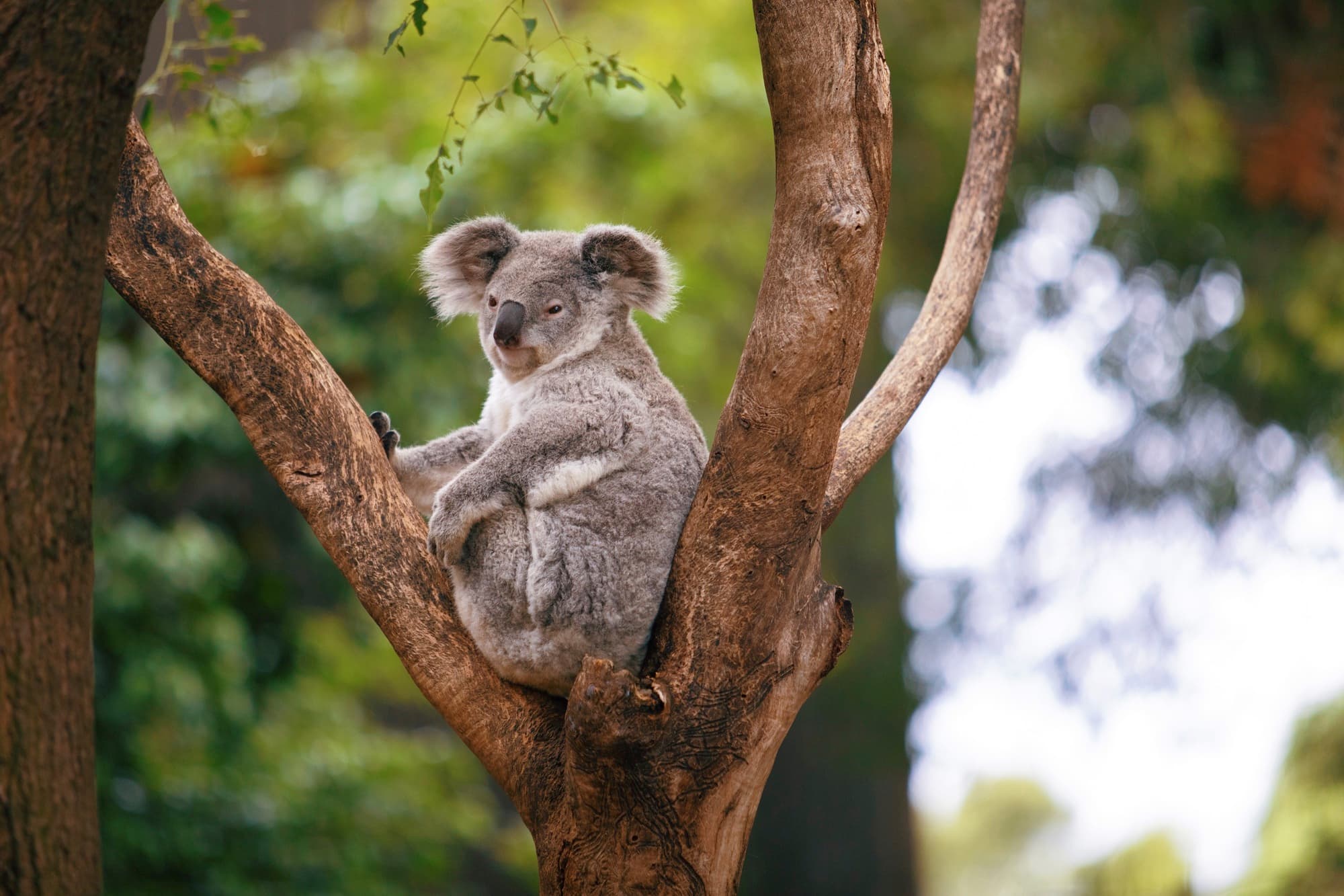 Sydney, New South Wales