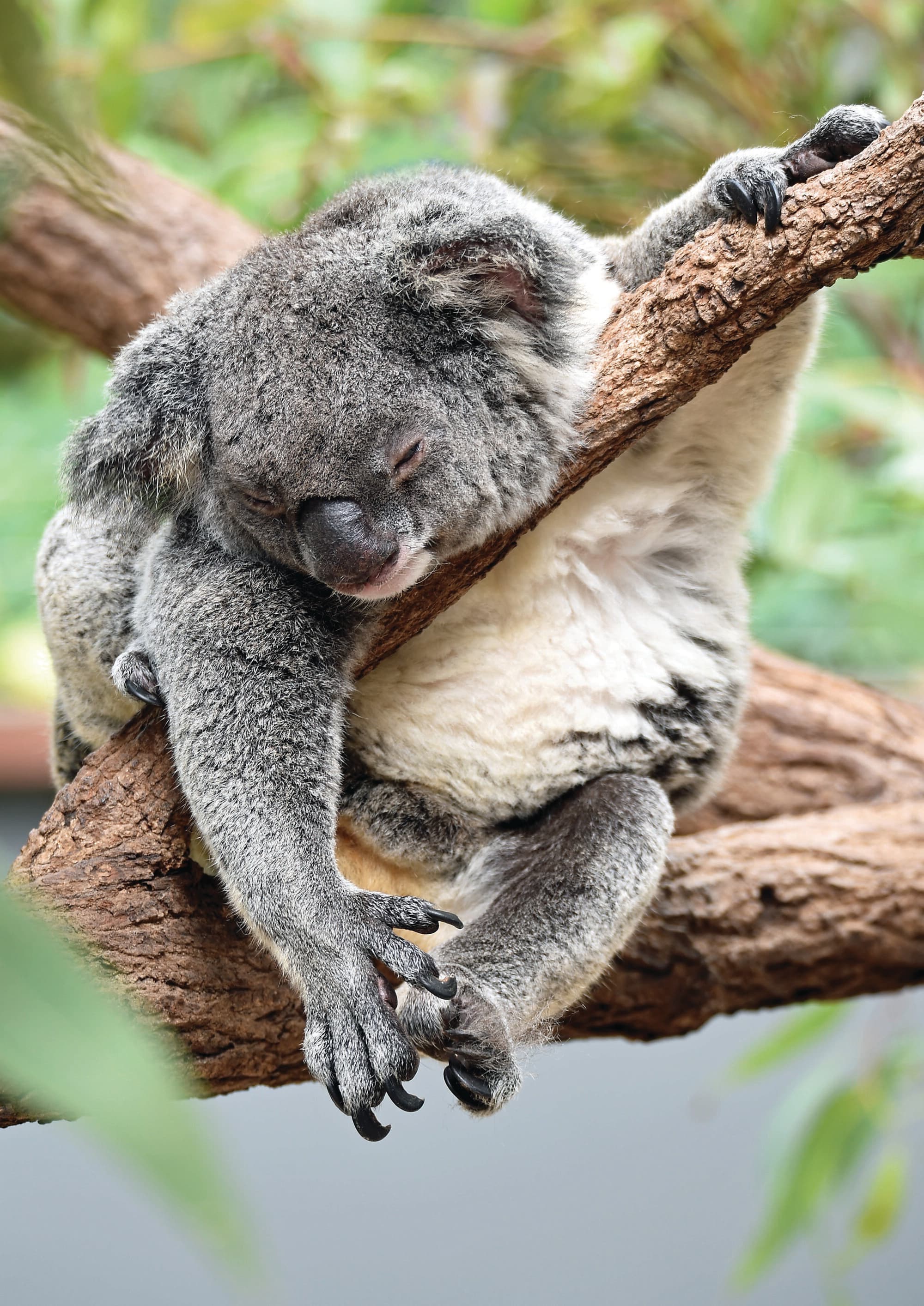 Cooktown, Queensland